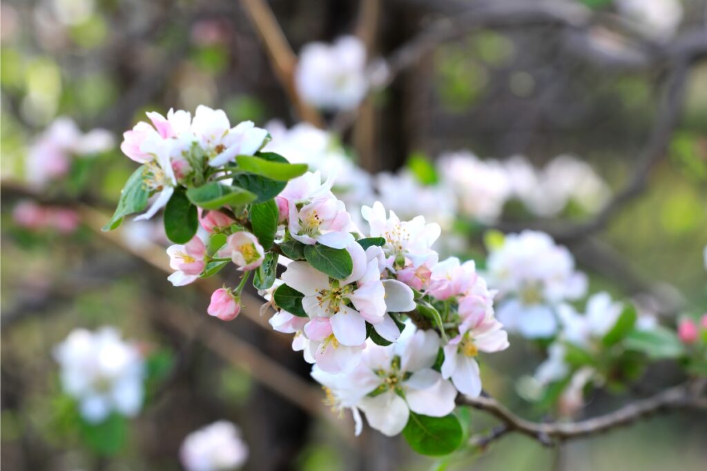 flowers - عید نوروز,نوروز مبارک,نوروز باستانی فرخنده باد,تبریک سال نو,معرفی آداب و رسوم نوروز,چهارشنبه سوری,سال تحویل - Tavazo بلاگ