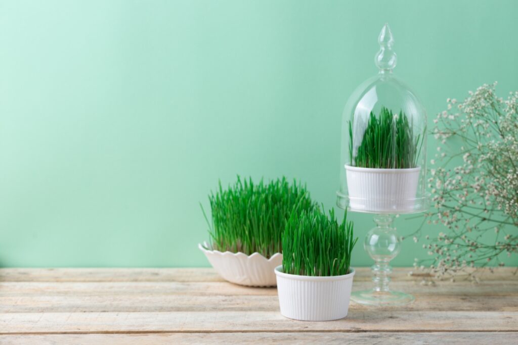 vibrant green grass sits on a rustic wooden table