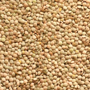 عدس پلویی
