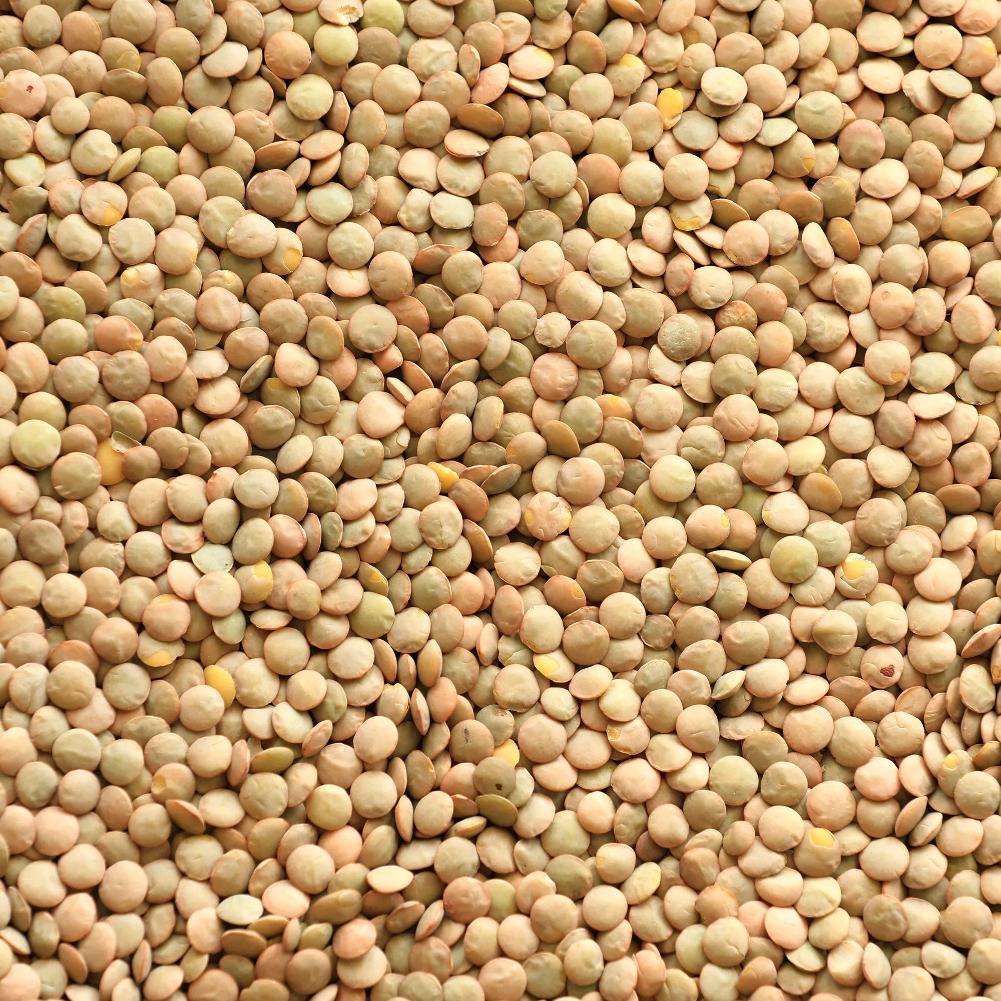 عدس پلویی