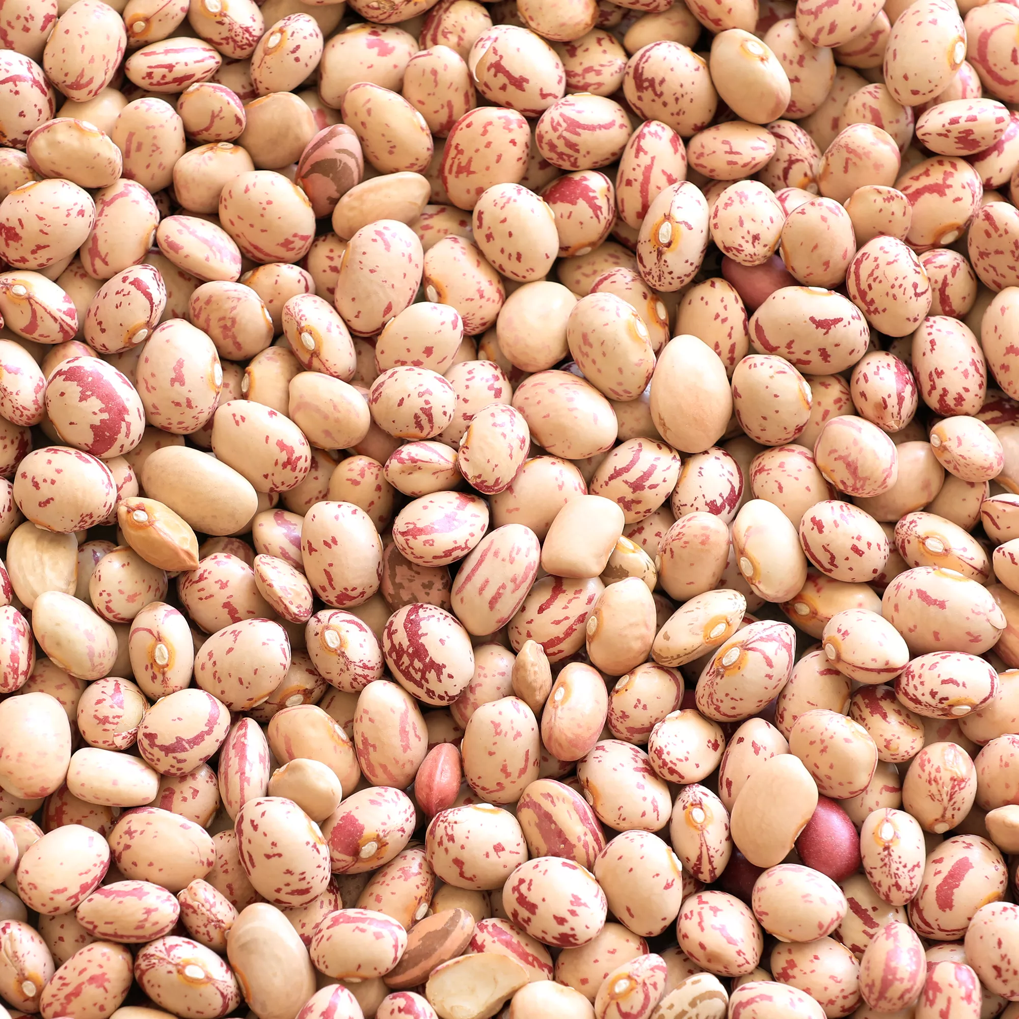 لوبیا چیتی